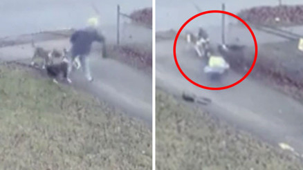 Pitbullar kadına korku dolu anlar yaşattı