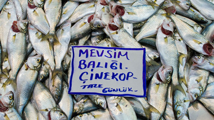 Çinekop (çinakop) nedir Çinekop nasıl pişirilir