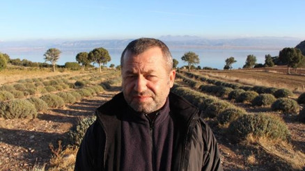 Lisiniada 6 milyon lavanta fidesi üretildi
