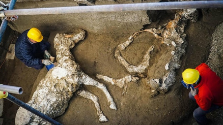 Pompeiide Roma dönemine ait at iskeleti bulundu