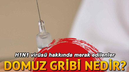 Domuz gribi nedir Domuz gribi nasıl bulaşır Domuz gribi nedir Domuz gribi nasıl bulaşır