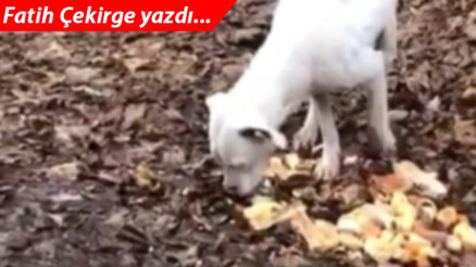 Bize bir söz verin başkan adayları