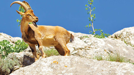 Doğanın dört zaferi
