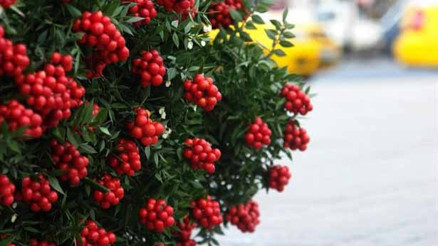 Yılbaşı çiçeği kokina nasıl yapılır