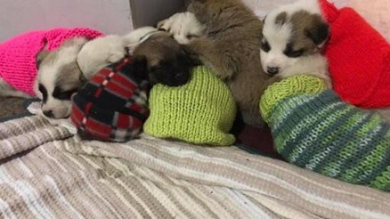 32 yavru köpeğe yaşam dokunuşu