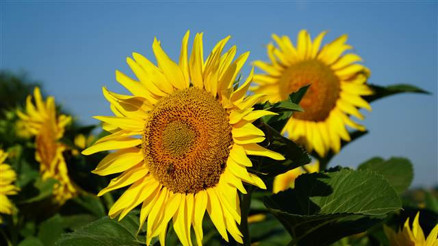 Türkiye ayçiçeği ithalatını 3-5 yılda bitirebilir