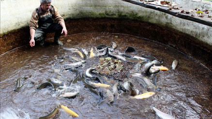 ABDye hamsi Vietnama alabalık ihracatı