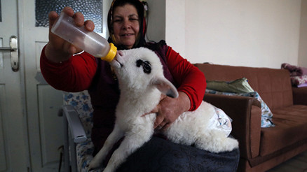 Bebek beziyle bezledikleri kuzuya evde bakıyorlar