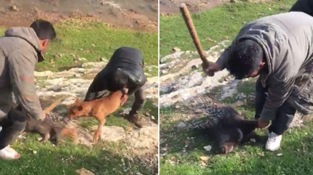 Yuvasından çıkarttıkları oklu kirpiyi öldürdüler