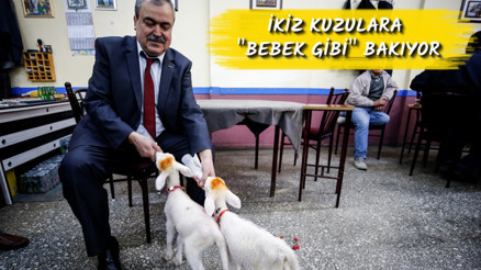 İkiz kuzulara bebek gibi bakıyor