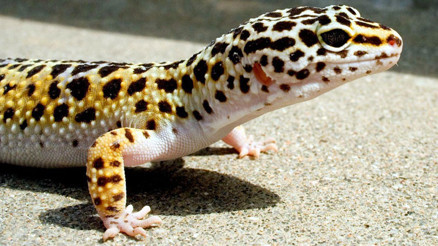 Yasak ama internetten satıyorlar; Leopard Gecko Yasak ama internetten satıyorlar; Leopard Gecko