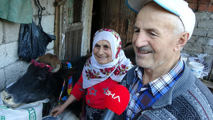 İneğin yaşını duyan şaşırıyor
