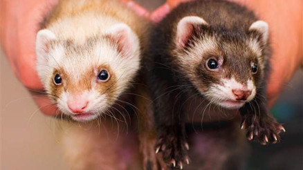 Şaşırtan ilanlar... İnternetten satıyorlar