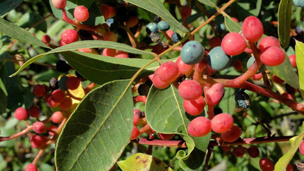 Menengiç nedir Menengiçin faydaları neler