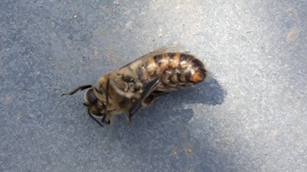 Korkutan görüntü... Milyonlarca arı telef oldu