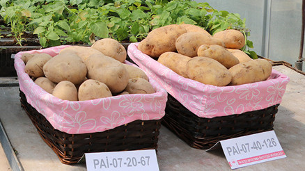 Milli patates çeşitlerine verilecek isim belli oldu