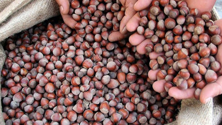 Fındık ihracatçısı alternatif pazar arayışında