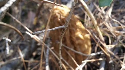 Kilosu 100 TLyi buluyor Vatandaşlar birbiriyle yarışıyor