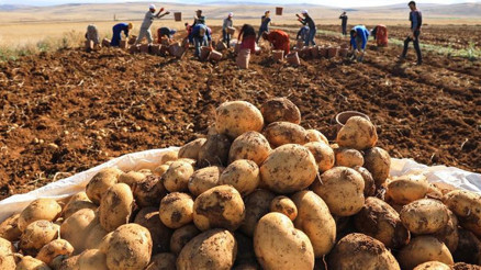 Turfanda patates hasadı devam ediyor