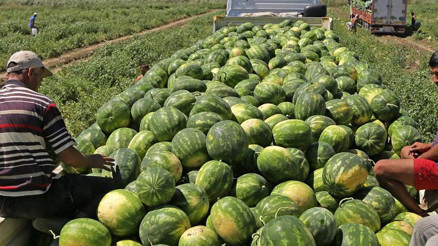 Antalyada karpuz hasadı gecikmeli başladı