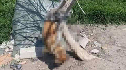 Edirnede vahşet Sosyal medyada büyük tepki...