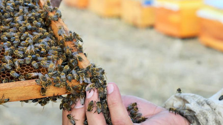 Arı ölümlerine arı otu çare olacak