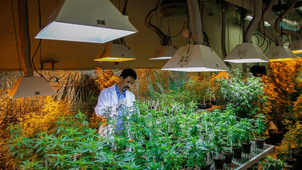 KENEVİR İÇİN REKOR BAŞVURU