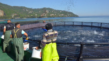 Ordu’da üretiliyor Rusya ve Japonya’ya ihraç ediliyor
