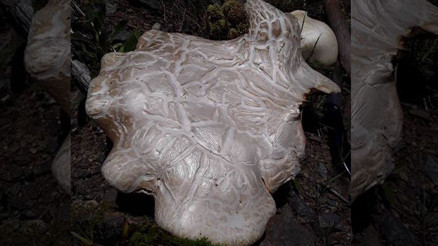 Erzincan’da bulundu… Görenler gözlerine inanamadı