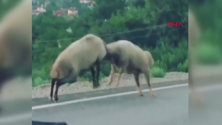 2 koçun otoyoldaki kavgası kamerada