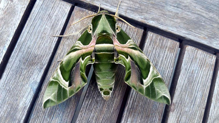 Muğlada görüldü 1 saat boyunca...