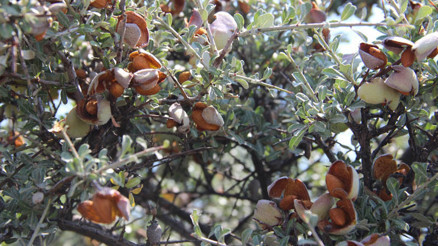 Her alanda kullanılıyor: Orman köylüsünün geçim kapısı... Milyonlarca liralık gelir sağlayacak