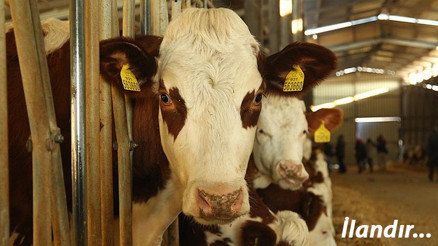 Büyük baş hayvan sayısı %6, artarak 17 milyon 221 baş oldu