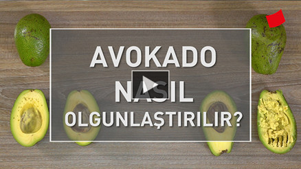 Avokado Nasıl Olgunlaştırılır