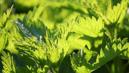 Histamin nedir Histamin nedir