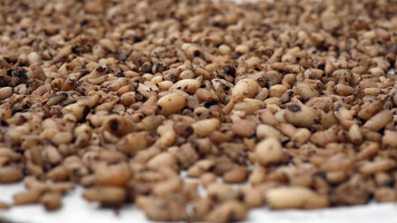 Dünyanın en kaliteli salebine patent başvurusu