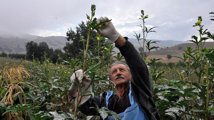 Bamya yemeği nasıl yapılır Bamyanın faydaları neler