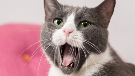 Evcil hayvanlarını fotoğraflamak isteyenler nelere dikkat etmeli