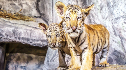 Yavru kaplan tartışması Yavru kaplan tartışması