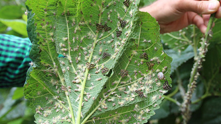 Doğu Karadeniz’de vampir kelebek alarmı Akşamları evde ışık bile yakamaz hale geldik Doğu Karadeniz’de vampir kelebek alarmı Akşamları evde ışık bile yakamaz hale geldik