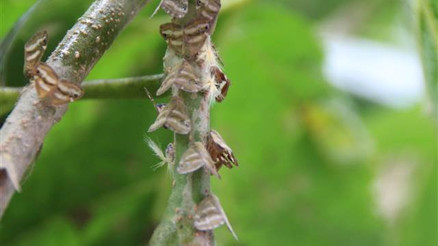 Doğu Karadeniz’de vampir kelebek alarmı Doğu Karadeniz’de vampir kelebek alarmı