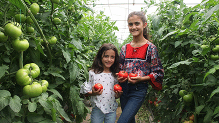 Domatesli köy göçü durdurdu