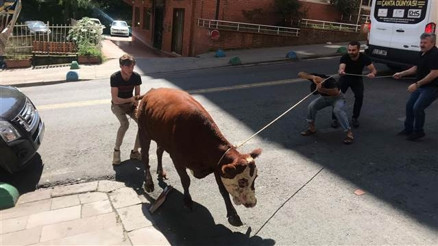 Kaçan boğa kenti karıştırdı