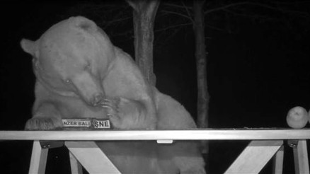 Tesise dadanan ayıların bal testi kamerada