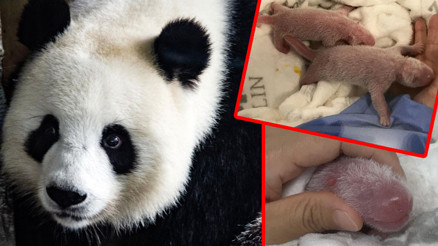 Meng Meng’in ikizleri oldu