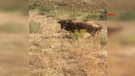 Kurban Bayramında kaçan boğa, yaylada bulundu