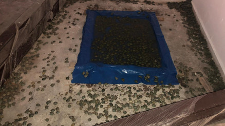 Sınır kapısında yakalandı Tam 2 bin 500 tane...