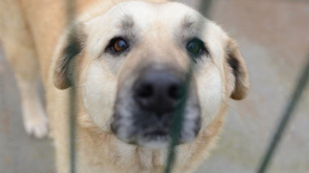 Zorlu Kış Koşullarında Barınak Köpeklerine Yardım Eli Zorlu Kış Koşullarında Barınak Köpeklerine Yardım Eli