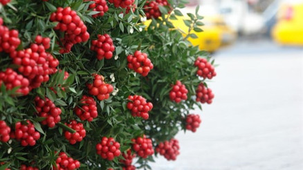 Kokina Nedir Yılbaşı Çiçeği Kokina Nasıl Yapılır