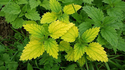 Isırgan Bir Demir Bombası